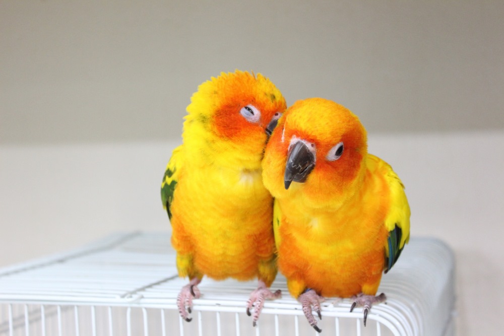 人生が変わる！鳥との暮らしが「ただのペット飼育」と全く違う理由