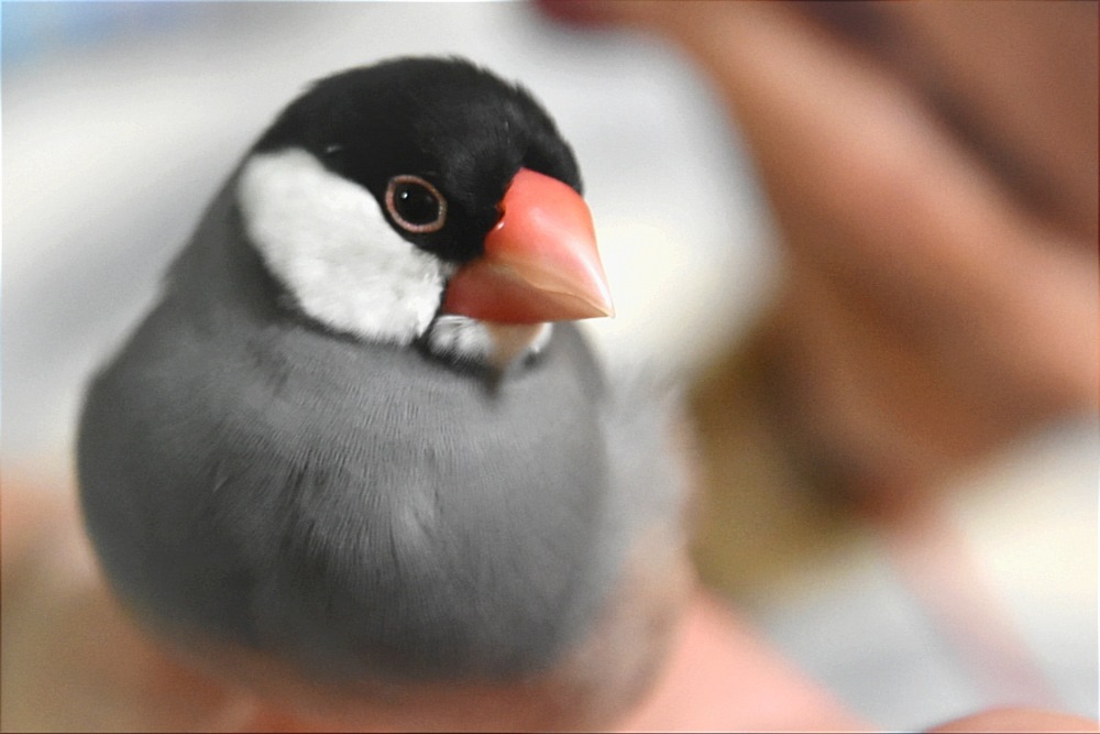 それは「思い込み」です。多くの人が知らない、鳥の本当の姿