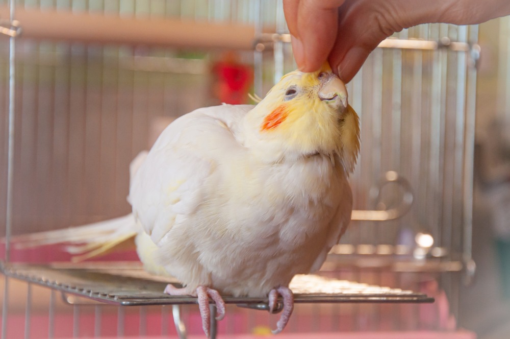 なぜ「毎日が豊かになる」の？鳥が私に教えてくれたこと